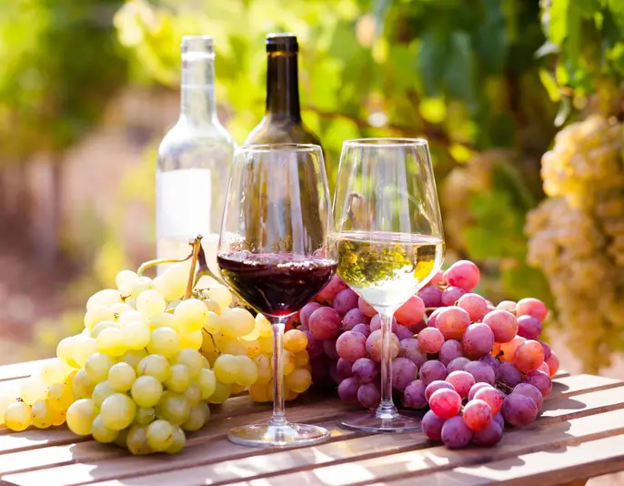glasses of red and white wine and ripe grapes on table in vineyard at sun day
