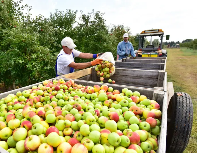 harvesting fresh apples on a plantation - workers, fruit trees and boxes of apples
