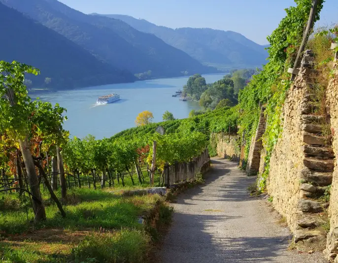 Wachau Weinberg - Wachau vineyard 15